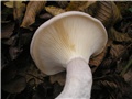 Gljiva 61756