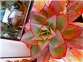 echeveria1