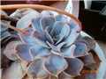 echeveria4