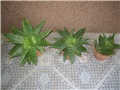 aloja