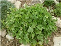 campanula