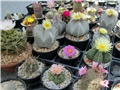 astrophytum