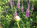 Lupinus