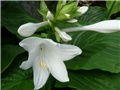 hosta