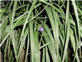 vrtna trandescantia