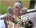 mammillaria theresae