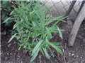 lavanda ljubičasta