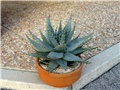 Aloe ferox