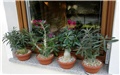 adenium 