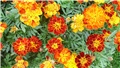 tagetes