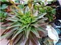 echeveria3