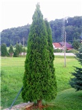 Thuja occidentalis 