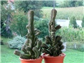 crassula buddha's temple