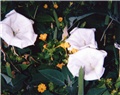 datura