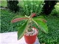 Monadenium magnificum 