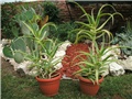 aloe arborescens