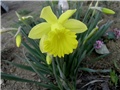 narcis