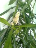 dracena