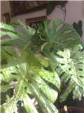 monstera