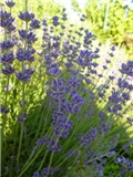 lavanda usporedba