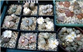 lithops