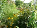 rudbeckia