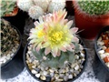 Copiapoa mollicula