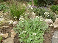 gušarka arabis