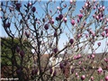 magnolija