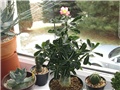 Adenium obesum, sijanac  2012