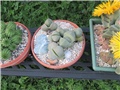Pleiospilos nelii