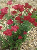 Achillea