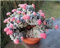 crassula morgans beauty