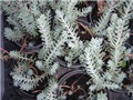 sedum