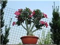 Adenium obesum