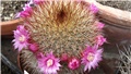 mamilaria cvate