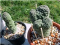 Larryleachia cactiformis