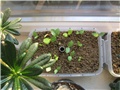  swazicum seedling