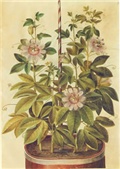 passiflora incarnata