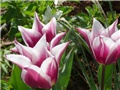 tulipani