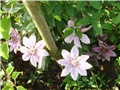 clematis