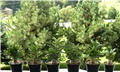 Adenium obesum