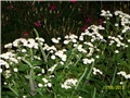 Povratić  (Tanacetum parthenium) 