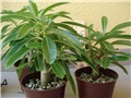 pachypodium decaryi 