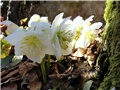 Helleborus - Kukurjek