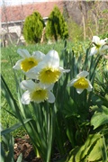 narcisi