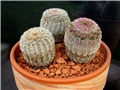 Echinocereus rigidissimus rubrispinus