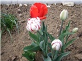 tulipani