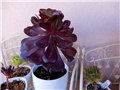 aeonium+++++