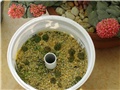Pseudolithos seedlings